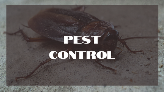 Pest Exterminator In Reno